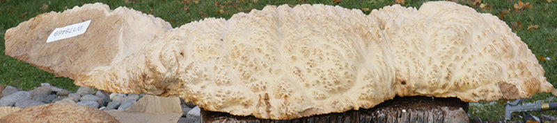 Gold Mallee Burl Cap