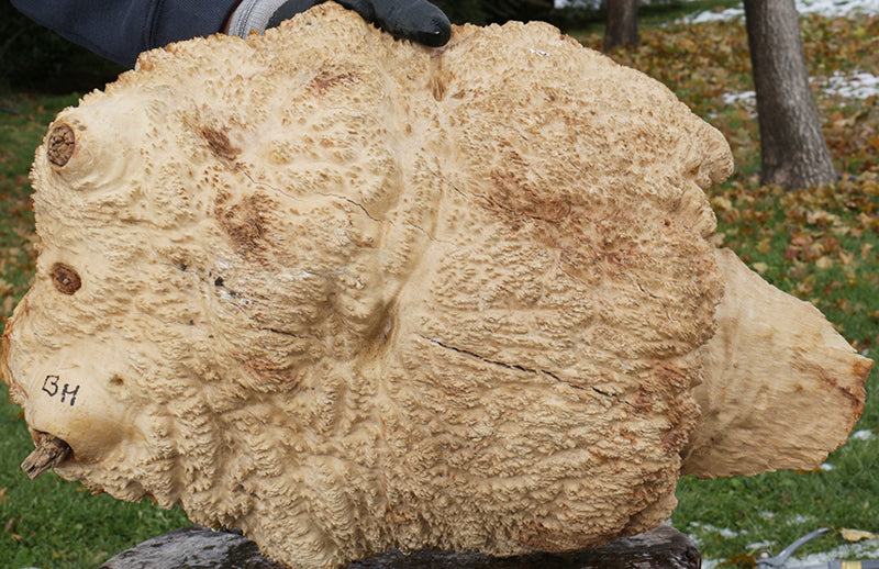 Gold Mallee Burl Cap
