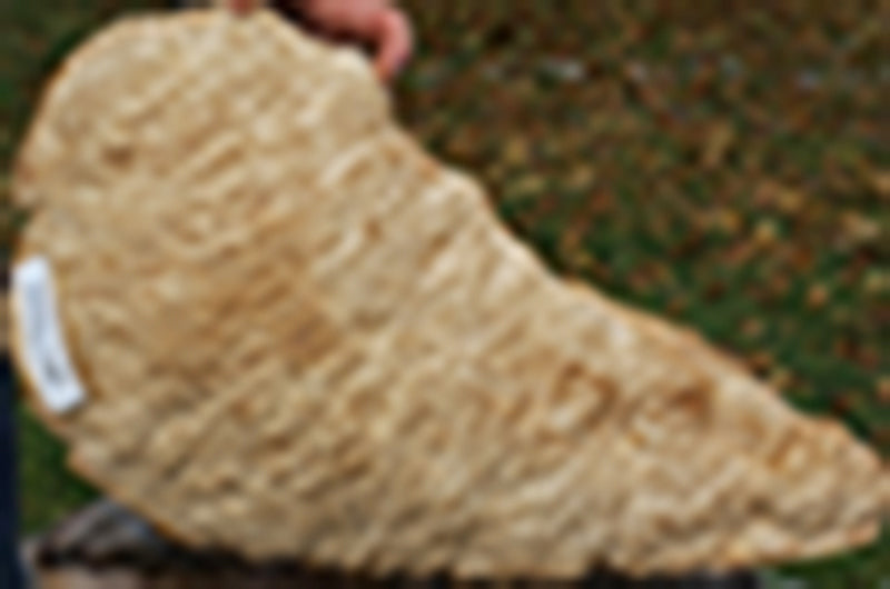 Exhibition Gold Mallee Burl Cap