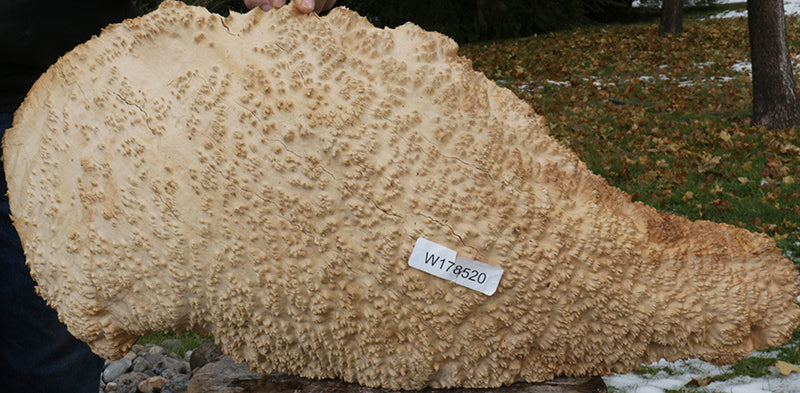 Exhibition Gold Mallee Burl Cap