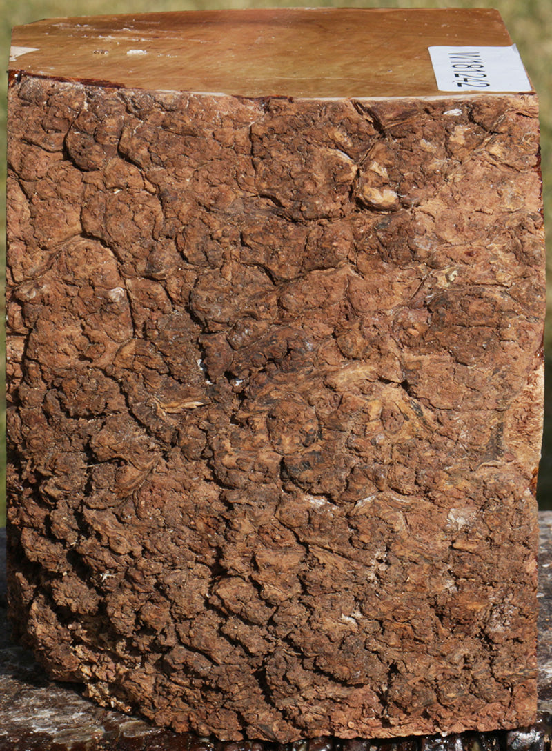 Extra Fancy Kanista Live Edge Bowl Blank