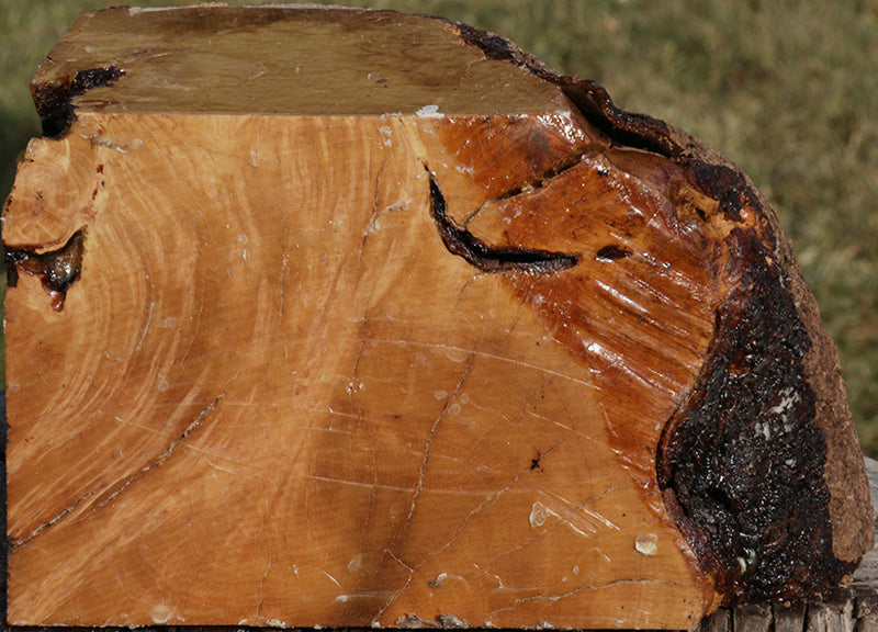 Kanista Live Edge Burl Bowl Blank