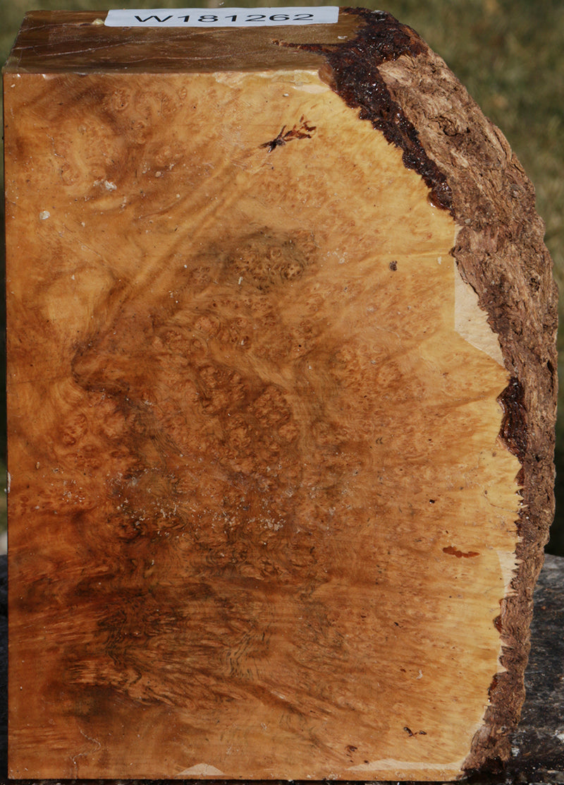 Exhibition Kanista Live Edge Turning Blank