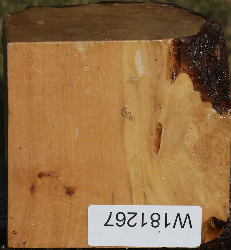 Kanista Live Edge Bowl Blank