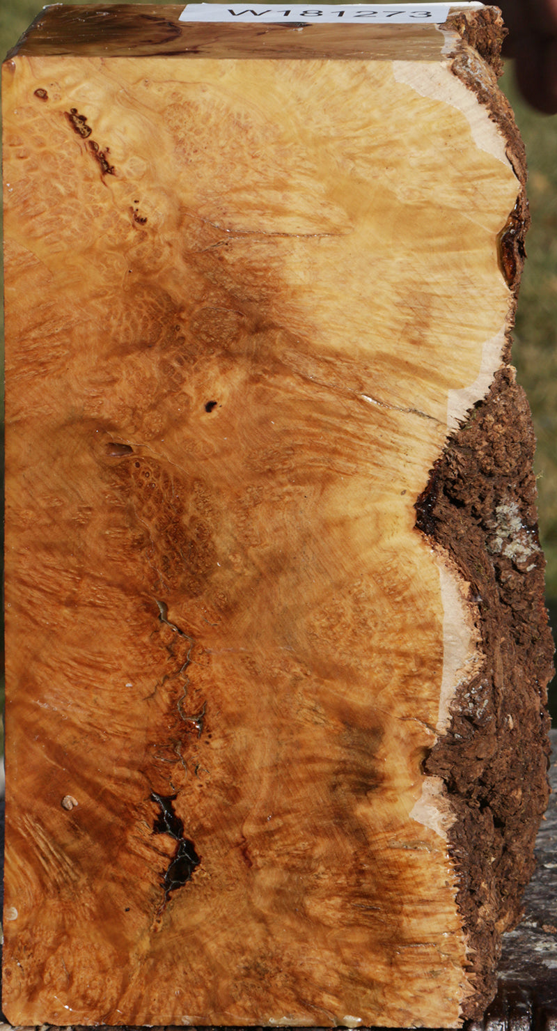 Exhibition Kanista Live Edge Turning Blank