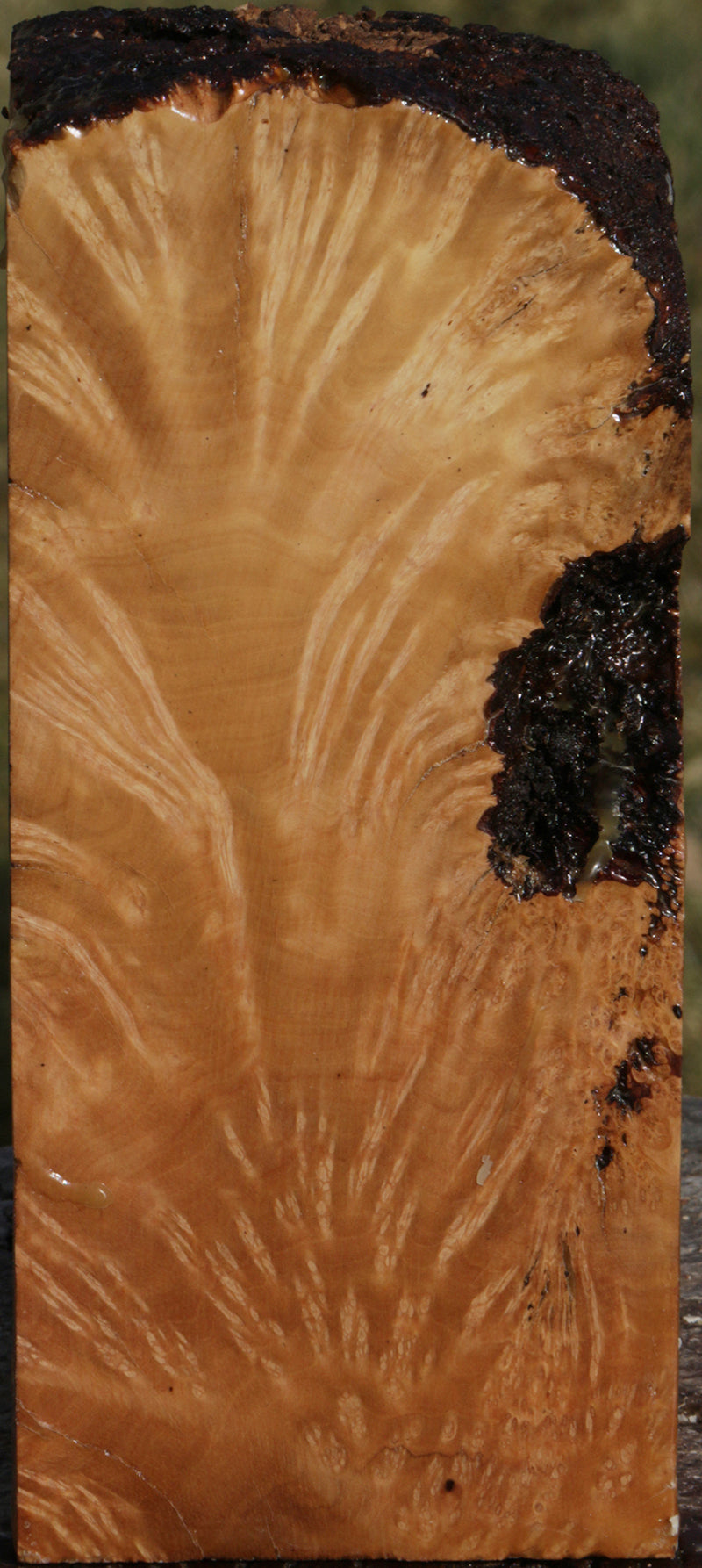 Exhibition Kanista Live Edge Turning Blank