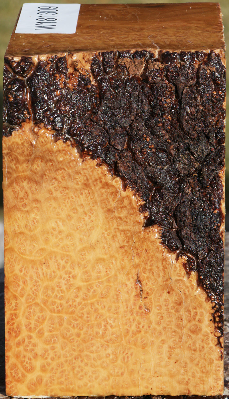 Exhibition Kanista Live Edge Bowl Blank