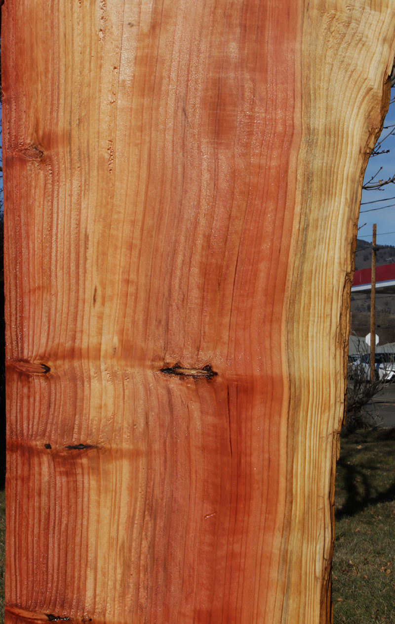 Rustic Sequoia Live Edge Slab (Freight Shipping Required)