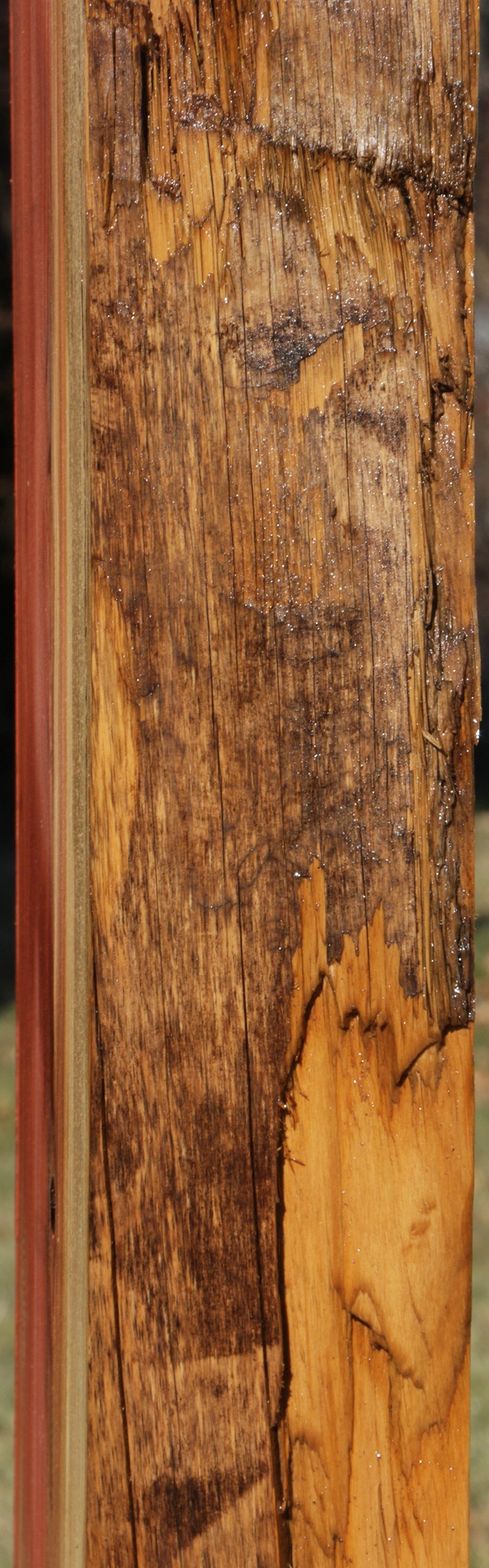 Sequoia Live Edge Mantel (Freight Shipping Required)