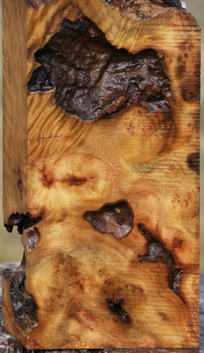 Rustic Camphor Burl Live Edge Lumber