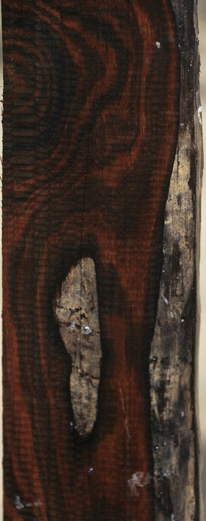 Exhibition Macassar Ebony Lumber
