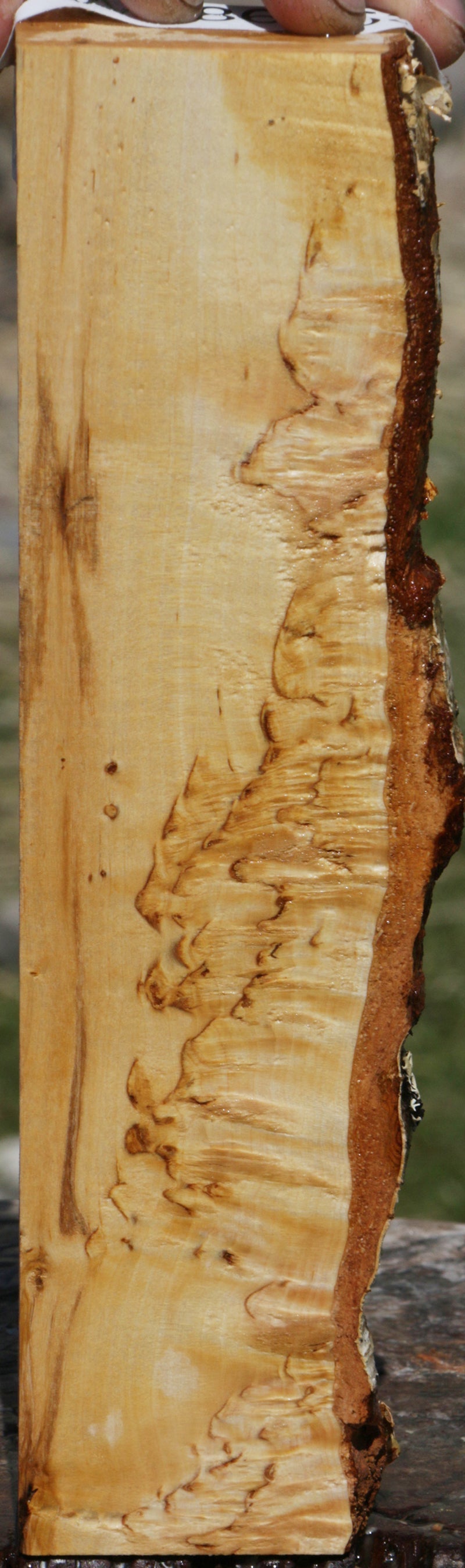 Extra Fancy Masur Birch Live Edge Lumber