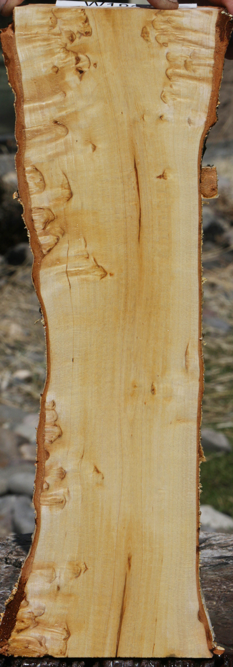 Extra Fancy Masur Birch Live Edge Lumber