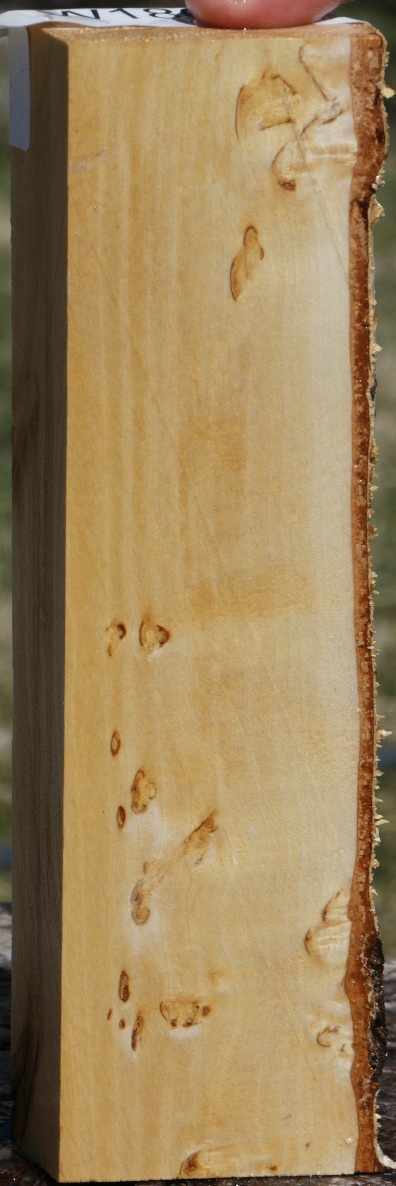 Masur Birch Live Edge Lumber