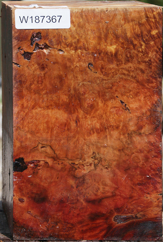Brazilian Pepperwood Burl Vessel Blank