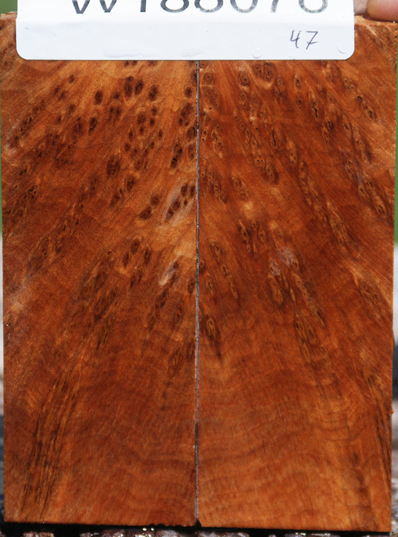 Thuya Burl Knife Scales