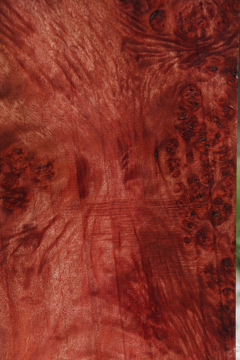 Extra Fancy Pan Burl Lumber