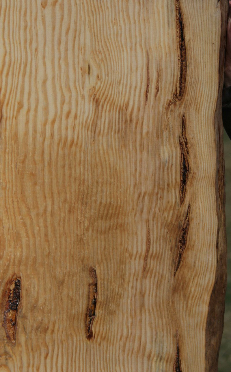 Quilted Ponderosa Pine Slab