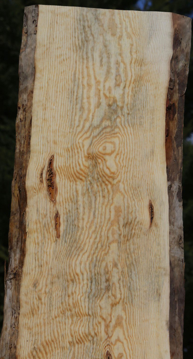 Rustic Ponderosa Pine Slab