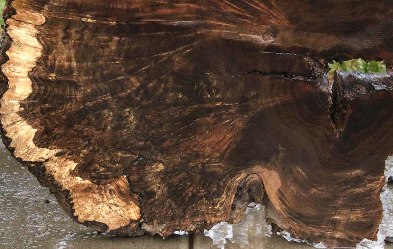 Claro Walnut Burl Cookie