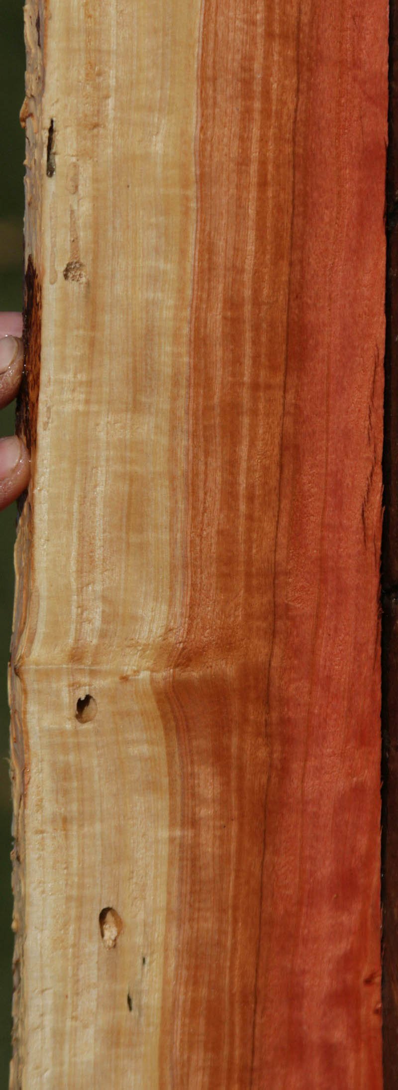 Pink Ivory Live Edge Lumber