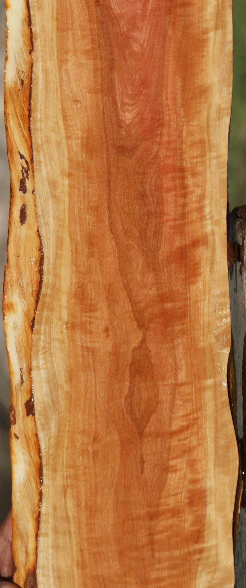 Pink Ivory Live Edge Lumber