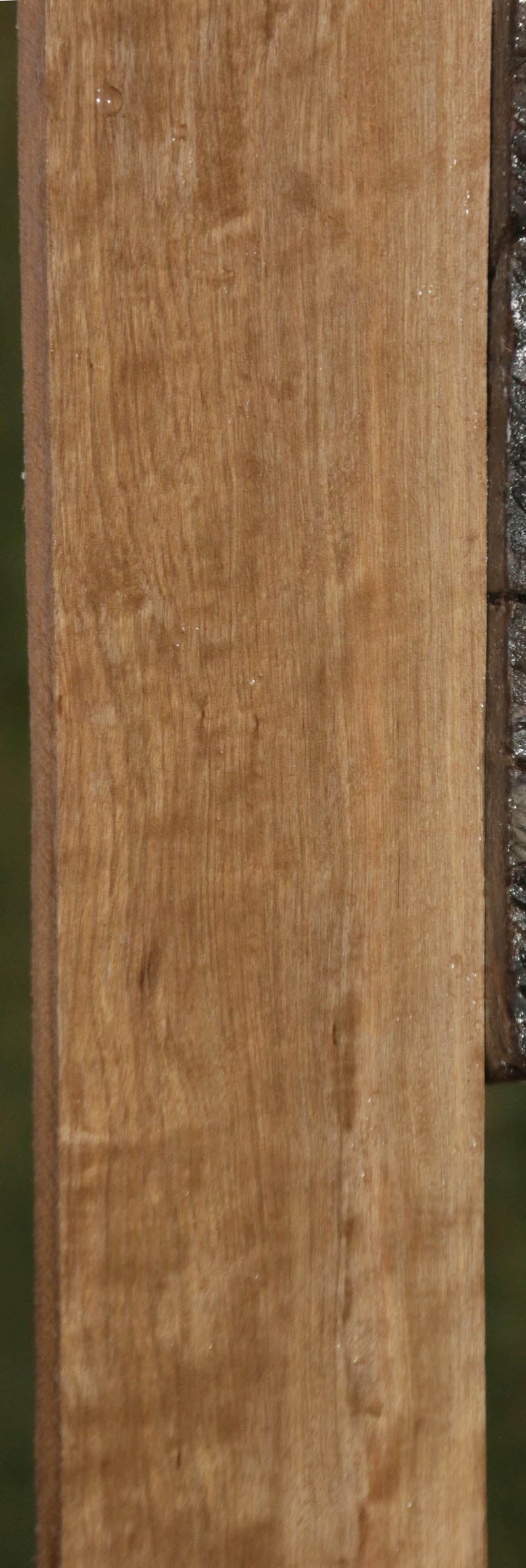 Curly Asian Satinwood Lumber