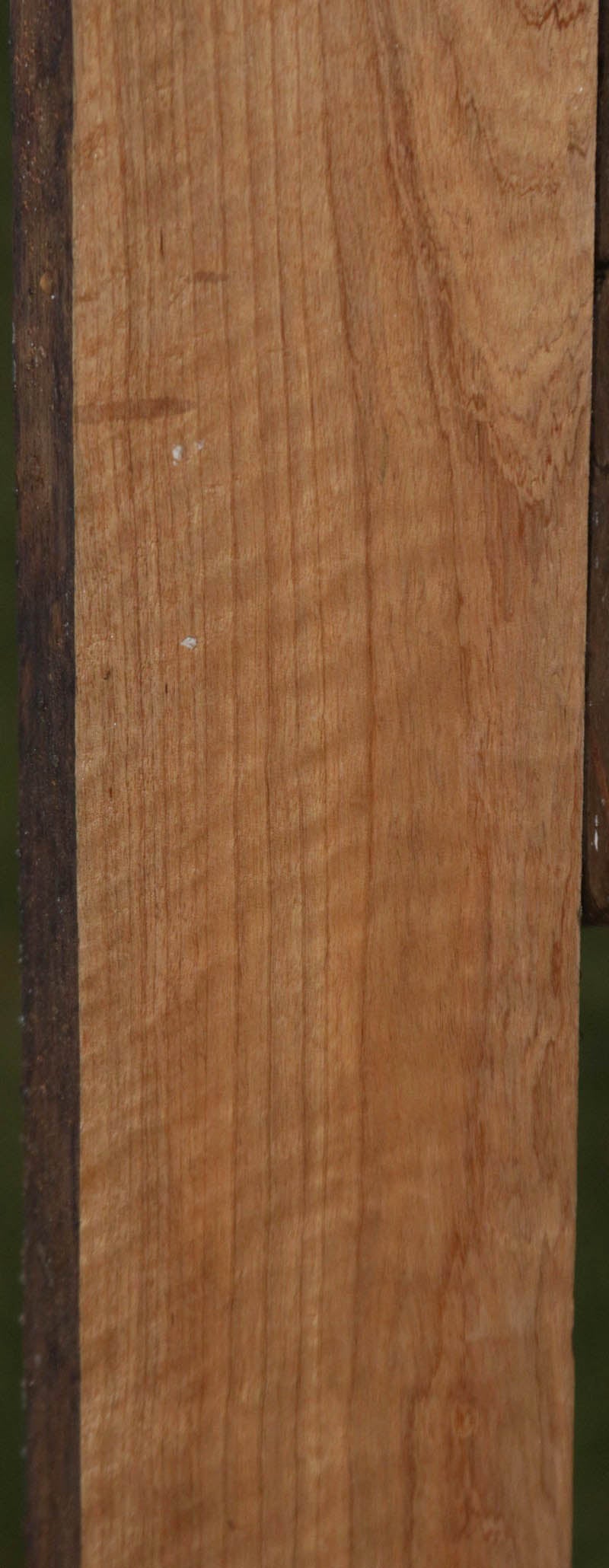 Extra Fancy Curly Asian Satinwood Lumber