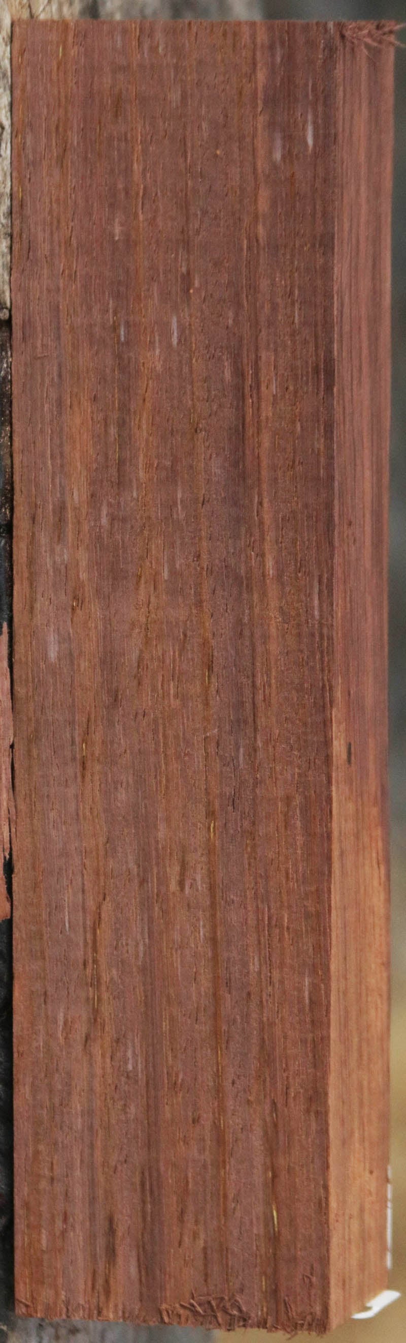 Panama Rosewood