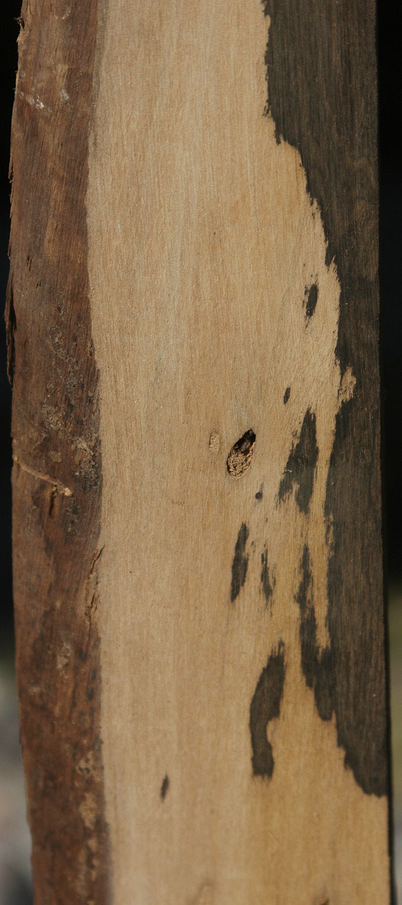 Live Edge Ziricote Lumber