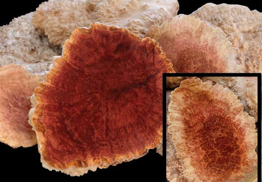 Precious Australian Goldfield Burl