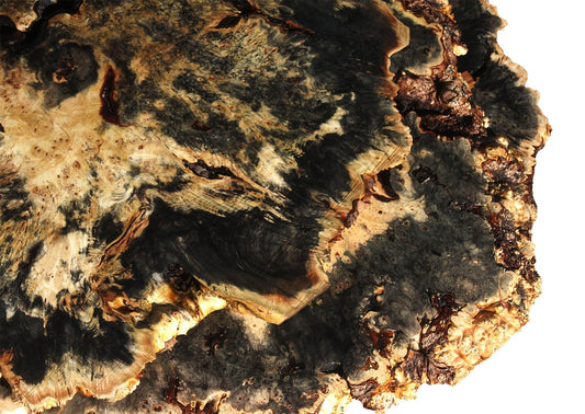 Beautiful Buckeye Burl!