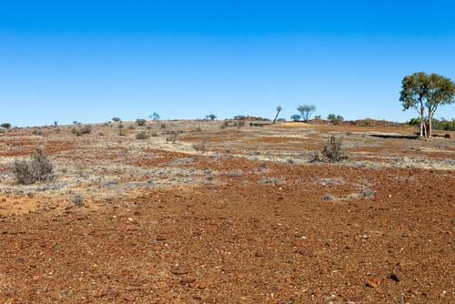 The History of Goldfield Burls in Australia