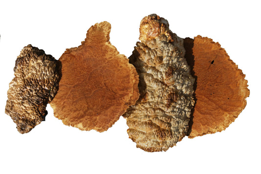Goldfield Burl