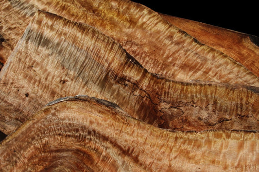 Exhibition Spalted Black Mango!