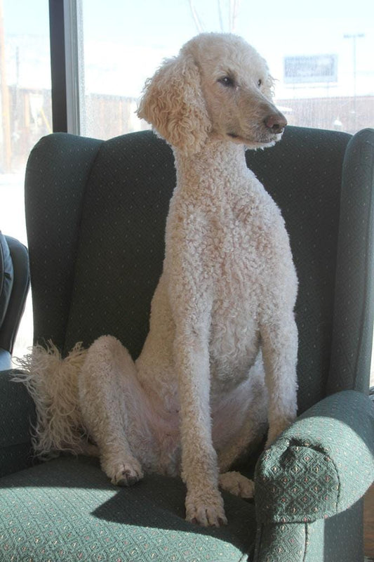 Wylie, our Standard Poodle
