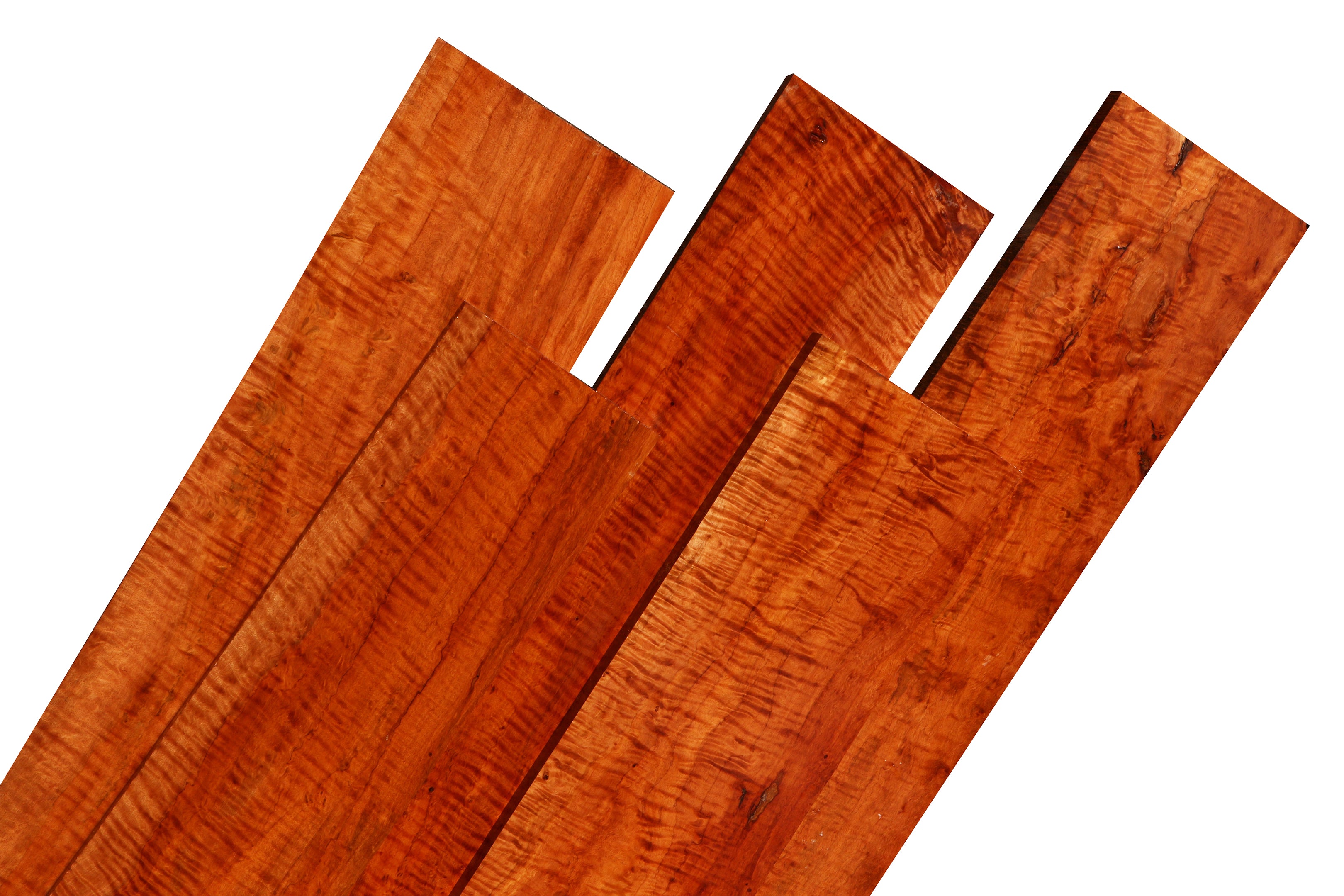 Micro Photo Tree Bark Padauk, Burmese – Cook Woods