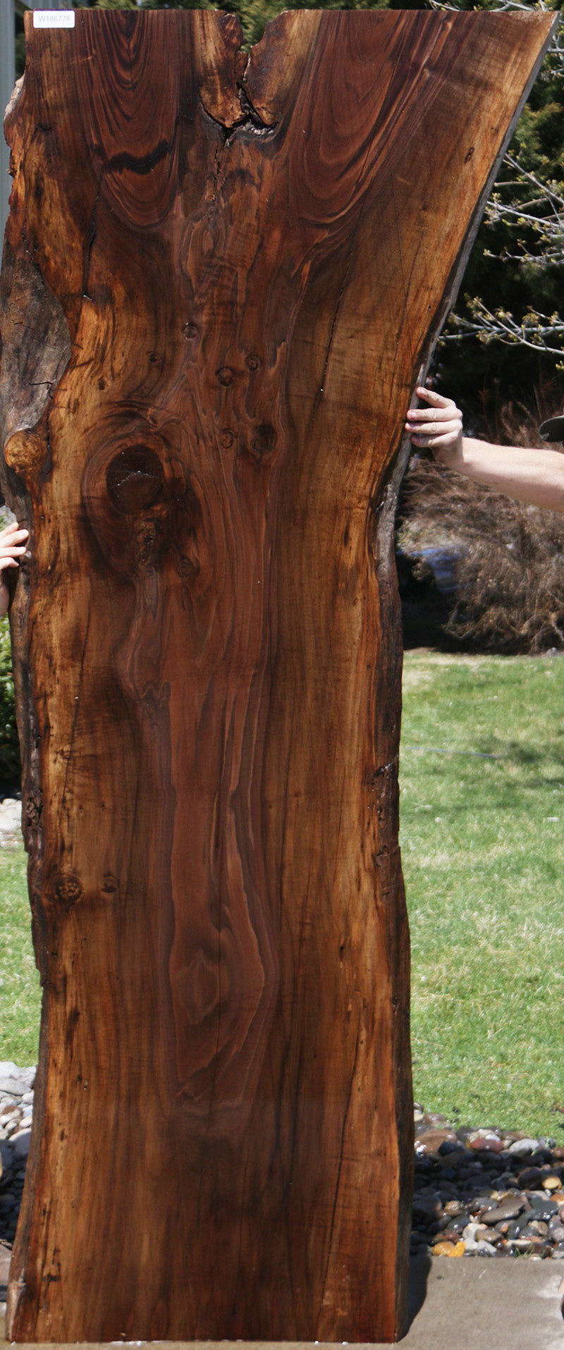 Extra Fancy Rustic Claro Walnut Live Edge Slab (Free Shipping Excluded)