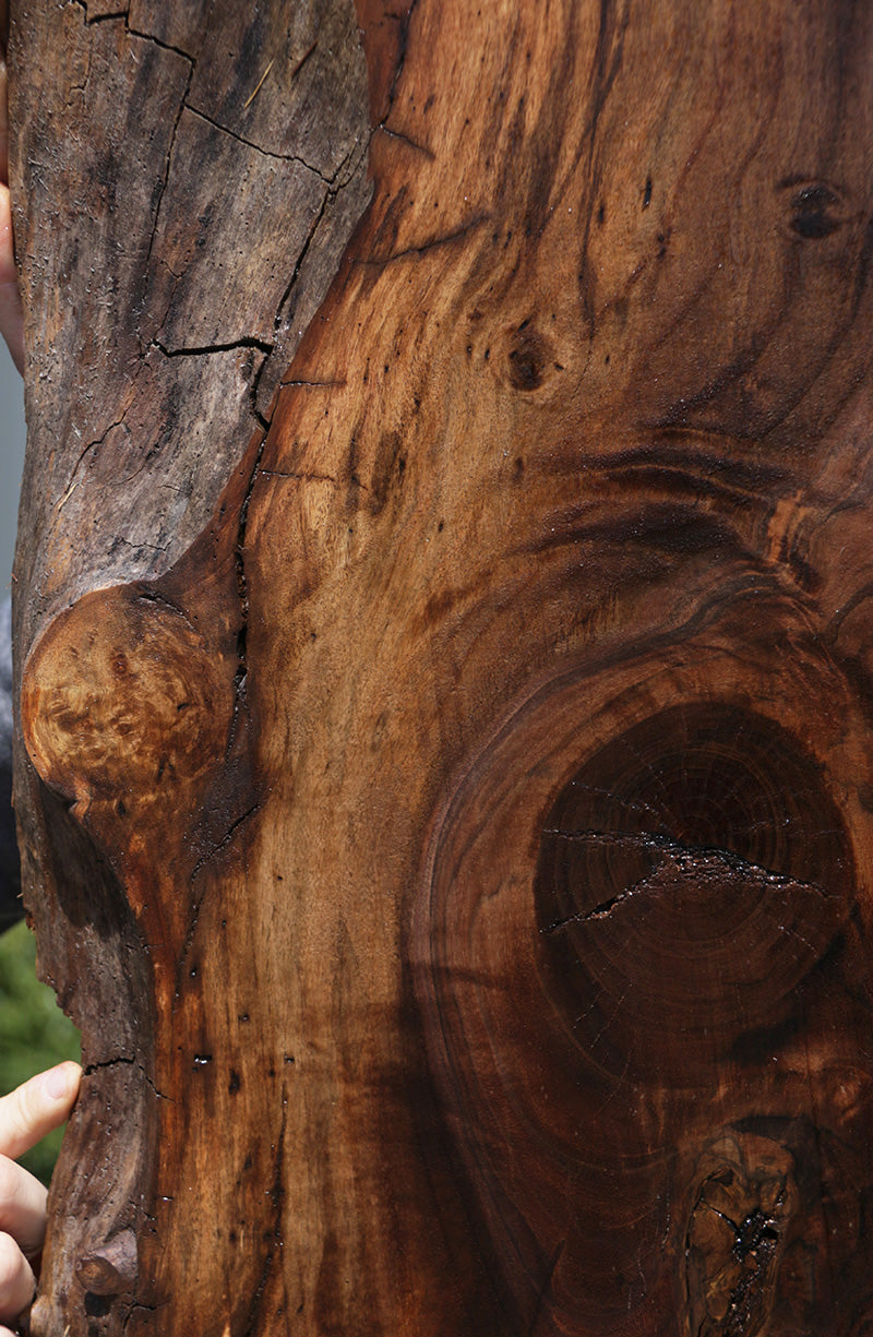 Extra Fancy Rustic Claro Walnut Live Edge Slab (Free Shipping Excluded)