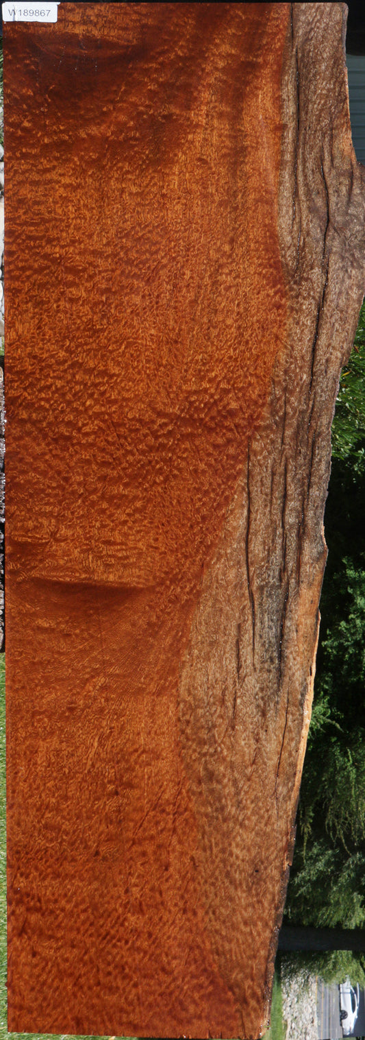Extra Fancy Pomelle Sapele Live Edge Lumber