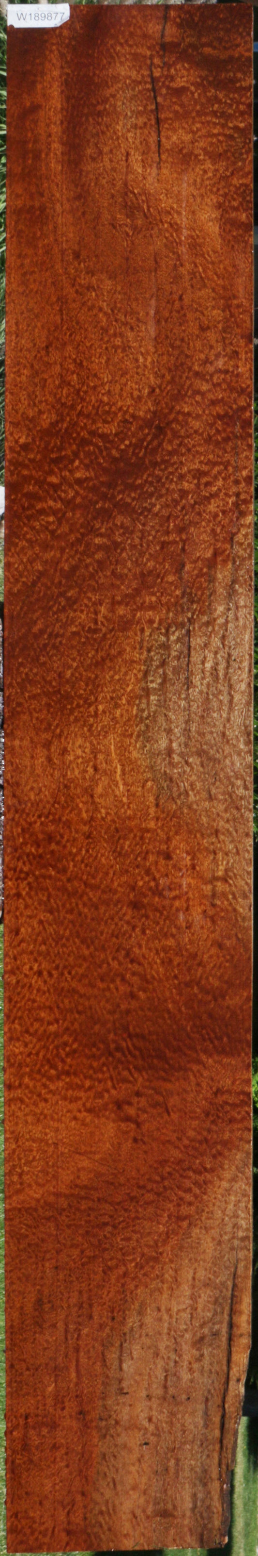 Exhibition Pomelle Sapele Lumber