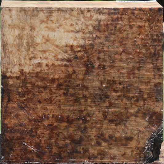 Madrone Burl Bowl Blank