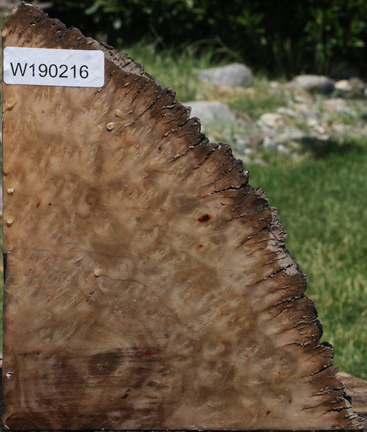 Madrone Burl Live Edge Slice
