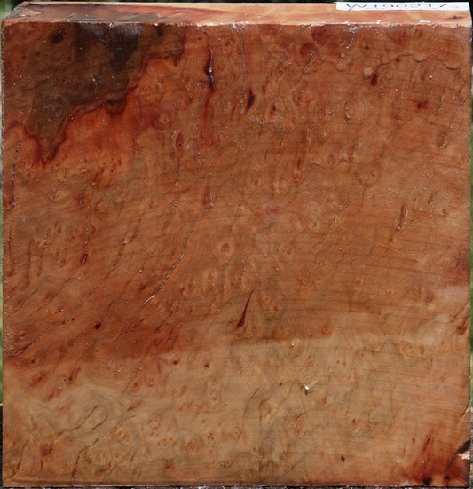 Madrone Burl Bowl Blank