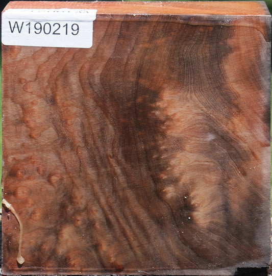 Madrone Burl Bowl Blank