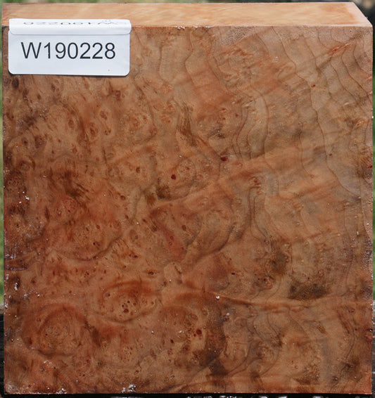 Madrone Burl Bowl Blank