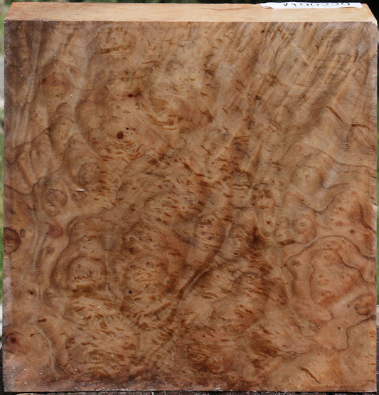 Madrone Burl Bowl Blank