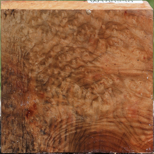 Madrone Burl Bowl Blank