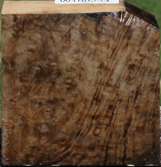 Madrone Burl Bowl Blank