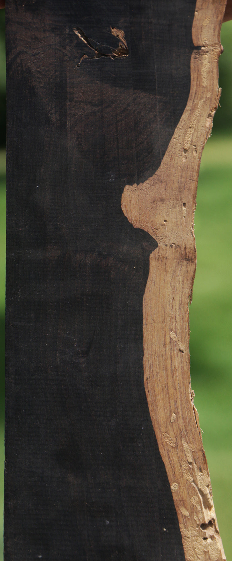 African Blackwood  Wood lumber, Wood tree, Wood
